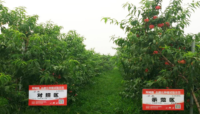 佳施寶生物有機(jī)肥在大桃上的應(yīng)用