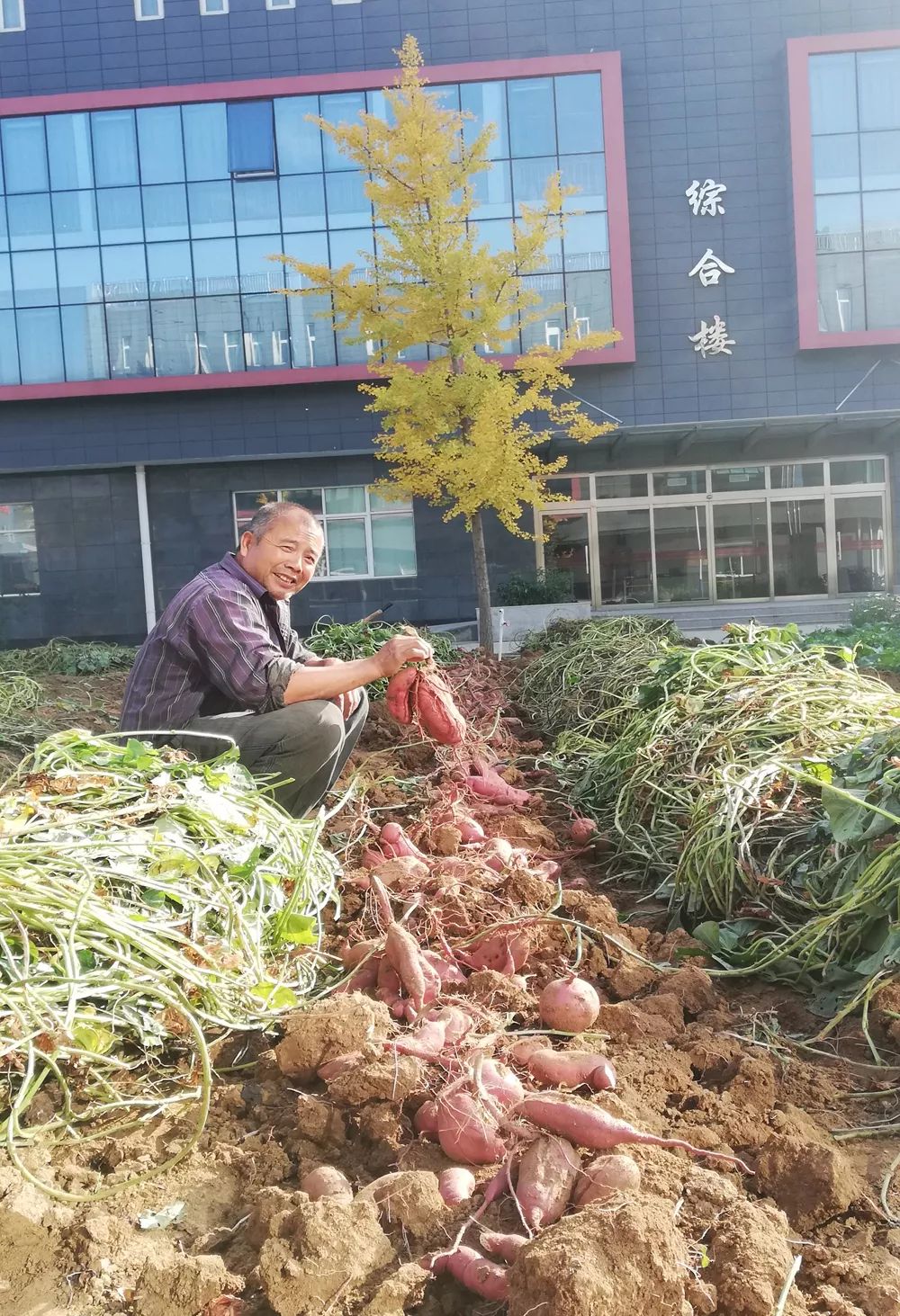 用爆根Ⅰ號，重茬紅薯增產(chǎn)增收擋不??！