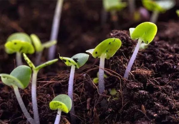 收藏：生物肥中常見菌的作用！